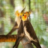 عروس هلندی یا کوکاتیل Cockatiel