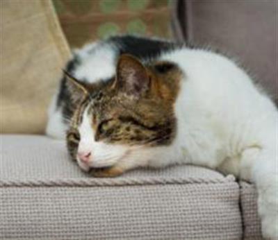 بیماری پان لوکوپنی در گربه